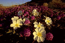 Desert sand verbena (Abronia villosa) and Dune evening primrose (Oenothera deltoides) Anza-Borrego Desert State Park, California. Mar 2004.