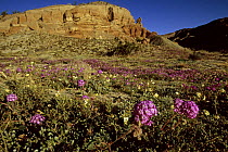 Desert sand verbena (Abronia villosa) and other wildflowers in front of red cliffs, Hawk Canyon, Anza-Borrego Desert State Park, California. Mar 2004.