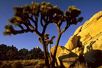 Joshua tree (Yucca brevifolia) and rocks at sunset. Joshua Tree National Park, California. Mar 2004.
