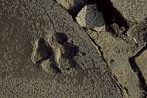 Coyote (Canis latrans) tracks in Anza-Borrego Desert State Park, California. Mar 2004.