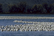 Flock of Snow geese (Chen caerulescens / Chen caerulescens) and Ross's geese (Chen rossii). Klamath Basin, California. Mar 2004.
