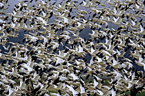 Flock of Snow geese (Chen caerulescens / Chen caerulescens) and Ross's geese (Chen rossii) in flight.  Lower Klamath National Wildlife Refuge, California. Mar 2004.