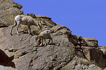 Desert bighorn sheep (Ovis canadensis nelsoni) female with lamb. Anza-Borrego Desert State Park, California. Mar 2002.