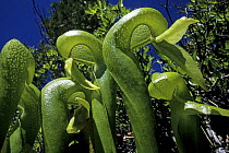 California pitcher plant (Darlingtonia californica), endemic to California. Klamath Mountain, California. June 2002.
