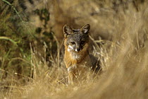 Island fox (Urocyon littoralis) endemic to Santa Cruz Island, California. July 2002.