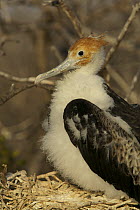 Great Frigatebird (Fregata minor) juvenile on nest. North Seymour Island, Galapagos Islands.