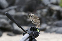 Espanola (Hood) mockingbird (Nesomimus macdonaldi) standing on a camera tripod. Espanola (Hood) Island, Galapagos Islands.
