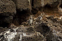 Floreana (Charles) mockingbird (Nesomimus trifasciatus). Champion Islet off Floreana (Charles) Island, Galapagos Islands. Endangered