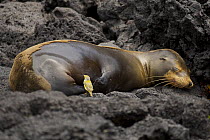 A sleeping Galapagos sea lion (Zalophus californianus wollebaeki) moulting, and a Galapagos yellow warbler (Dendroica petechia aureola) pecking at the sea lion's skin. Champion Islet off Floreana (Cha...