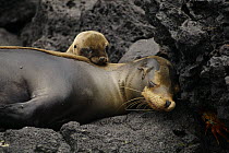 Sleeping Galapagos sea lion (Zalophus californianus wollebaeki) and cub, moulting. Champion Islet off Floreana (Charles) Island, Galapagos Islands.