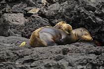 Sleeping Galapagos sea lion (Zalophus californianus wollebaeki) and cub, moulting, and a Galapagos yellow warbler (Dendroica petechia aureola).  Champion Islet off Floreana (Charles) Island, Galapagos...