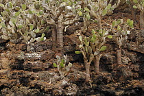 Giant prickly pear cactus (Opuntia sp.) growing on Champion Islet off Floreana (Charles) Island, Galapagos Islands.