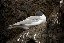 Swallow-tailed gull (Creagrus furcatus) roosting. Champion Islet off Floreana (Charles) Island, Galapagos Islands.