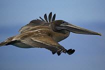 Brown pelican (Pelecanus occidentalis) subadult flying. Champion Islet off Floreana (Charles) Island, Galapagos Islands.