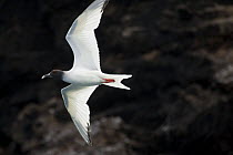 Swallow-tailed gull (Creagrus furcatus) flying. Champion Islet off Floreana (Charles) Island, Galapagos Islands.