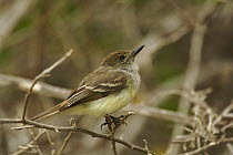 Large-billed / Galapagos flycatcher (Myiarchus magnirostris) perched on a branch. Punta Cormorant, Floreana (Charles) Island, Galapagos Islands.