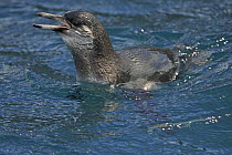 Galapagos penguin (Spheniscus mendiculus)swimming. Punta Vincente Roca, Isabela Island, Galapagos Islands.