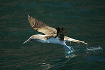 Blue-footed booby (Sula nebouxii excisa) taking off from the water. Punta Vincente Roca, Isabela Island, Galapagos Islands.