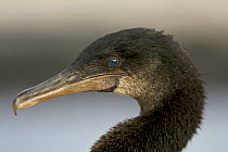 Flightless cormorant (Nannopterum harrisi / Phalacrocorax harrisi), Punta Espinosa, Fernandina Island, Galapagos Islands.