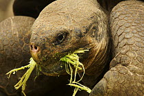 Galapagos giant tortoise (Geochelone nigra / Geochelone elephantopus) feeding (captive). Charles Darwin Research Station, Santa Cruz Island, Galapagos Islands.