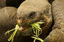 Galapagos giant tortoise (Geochelone nigra / Geochelone elephantopus) feeding (captive). Charles Darwin Research Station, Santa Cruz Island, Galapagos Islands.