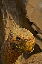 Galapagos giant tortoise (Geochelone nigra hoodensis), Espanola (Hood) Island race. A male named 'Diego' at the captive breeding center at the Charles Darwin Research Station. He fathered offspring us...