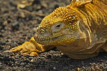 Galapagos land iguana (Conolophus subcristatus)  at Charles Darwin Research Station (captive). Santa Cruz Island, Galapagos Islands.