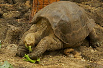 Galapagos giant tortoise (Geochelone nigra abingdoni) from Pinta island named "Lonesome George" (captive). He is the only remaining member of his race. Charles Darwin Research Station, Santa Cruz Isla...