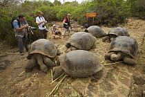 Galapagos giant tortoises (Geochelone nigra / Geochelone elephantopus) in captivity at the Charles Darwin Research Station, with tourists. Santa Cruz Island, Galapagos Islands.