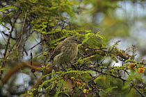 Small ground finch (Geospiza fuliginosa) perching in a tree. Santa Cruz Island, Galapagos Islands.