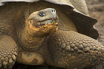 Galapagos giant tortoise (Geochelone elephantophus), Santa Cruz Island, Galapagos Islands.