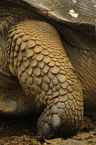 Close up of leg of Galapagos giant tortoise (Geochelone elephantopus), Santa Cruz Island, Galapagos Islands.