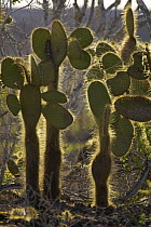 Giant prickly pear cacti (Opuntia sp.). Cerro Dragon, Santa Cruz Island, Galapagos Islands.