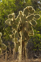 Giant prickly pear cactus (Opuntia sp.). Cerro Dragon, Santa Cruz Island, Galapagos Islands.