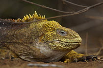 Galapagos land iguana (Conolophus subcristatus) Cerro Dragon, Santa Cruz Island, Galapagos Islands.