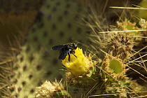 Galapagos carpenter bee (Xylocopa darwini) feeding from flower of giant Prickly pear cactus (Opuntia sp.). Endemic to Galapagos. Cerro Dragon, Santa Cruz Island, Galapagos Islands.