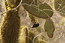Cactus ground finch (Geospiza scandens), Cerro Dragon, Santa Cruz Island, Galapagos Islands.