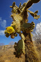 Giant prickly pear cactus (Opuntia sp.), Cerro Dragon, Santa Cruz Island, Galapagos Islands.