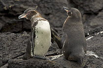 Galapagos penguins (Spheniscus mendiculus) standing on the shore, Bartolome Island, Galapagos Islands.