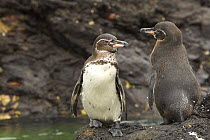 Galapagos penguins (Spheniscus mendiculus) standing on the shore, Bartolome Island, Galapagos Islands.