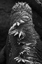 Spines along the back of a marine iguana (Amblyrhynchus cristatus), Puerto Egas, Santiago Island, Galapagos Islands.