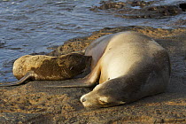 Galapagos sea lion (Zalophus californianus wallebaeki) female and pup lying on the shore. Puerto Egas, Santiago Island, Galapagos Islands.