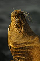 Galapagos sea lion (Zalophus californianus wallebaeki), Puerto Egas, Santiago Island, Galapagos Islands.