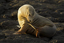 Galapagos sea lion (Zalophus californianus wallebaeki), Puerto Egas, Santiago Island, Galapagos Islands.