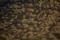 Aerial view of Palo santo trees (Bursera graveolens) growing on the slopes of a volcano at Puerto Egas, Santiago Island, Galapagos Islands. Nov 2007.