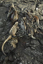 Marine iguanas (Amblyrhynchus cristatus) from above, lying on rocks, Puerto Egas, Santiago Island, Galapagos Islands.
