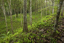 Grey teak (Tectona grandis) plantation in Palmar Norte, Puntarenas, Costa Rica.