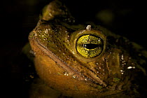 Green climbing toad (Bufo coniferus) Piedras Blancas National Park, Esquinas Rainforest Lodge, Costa Rica.