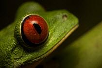 Red-eyed tree frog (Agalychnis callidryas). Piedras Blancas National Park, Esquinas Rainforest Lodge, Costa Rica.