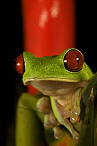 Red-eyed tree frog (Agalychnis callidryas) on Heliconia plant. Piedras Blancas National Park, Esquinas Rainforest Lodge, Costa Rica.